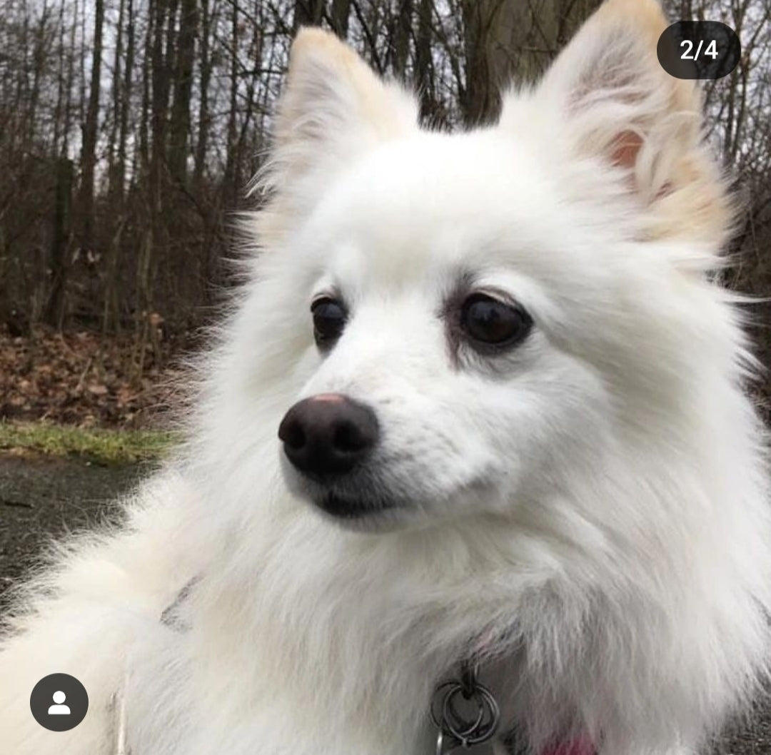 Custom 5x7 Pet Portrait on Paper