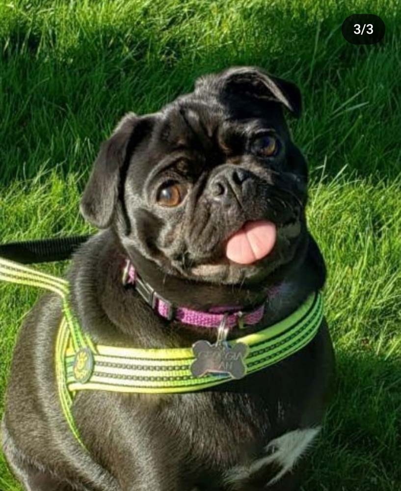 Custom 5x7 Pet Portrait on Paper