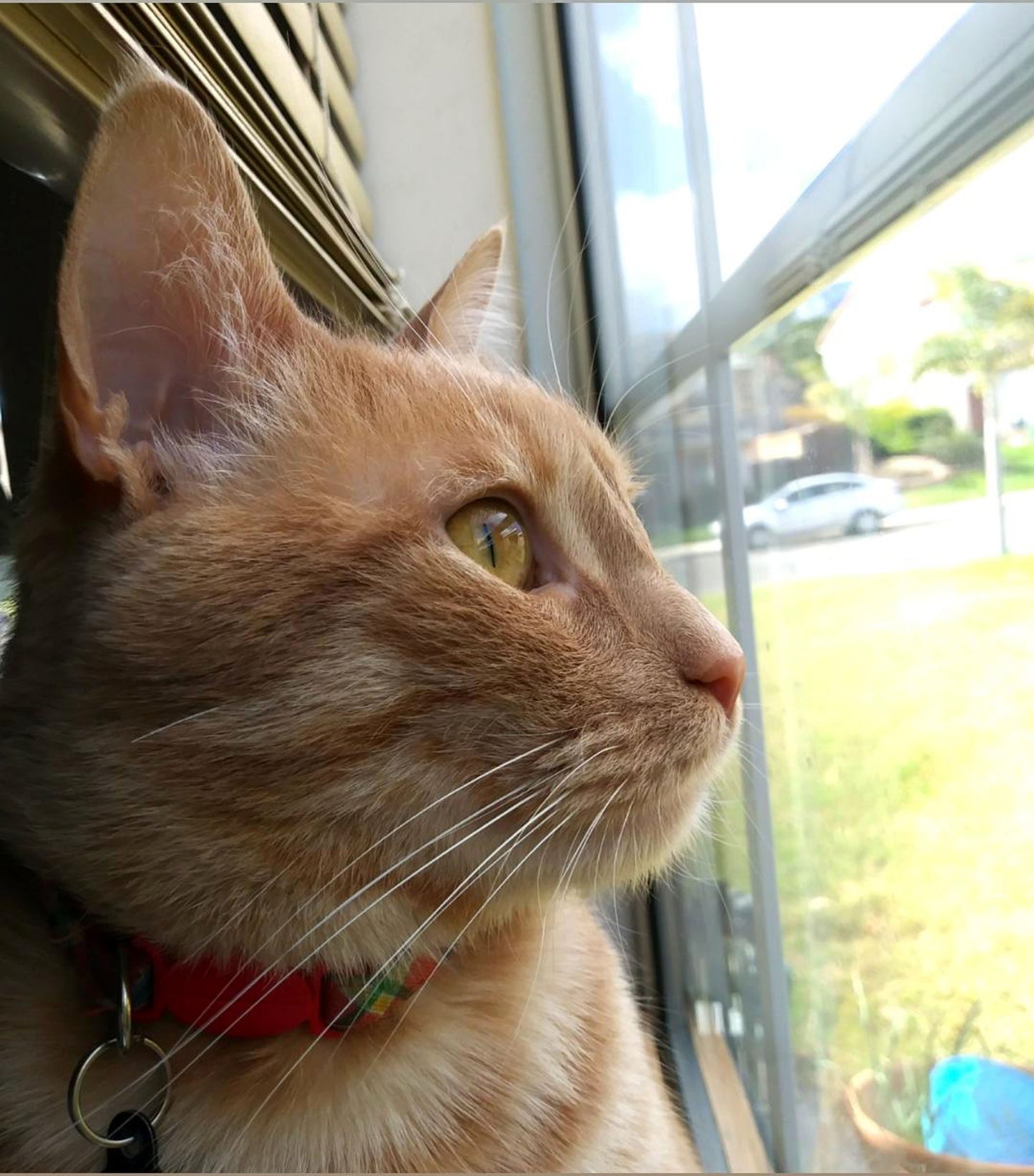 Custom 5x7 Pet Portrait on Paper