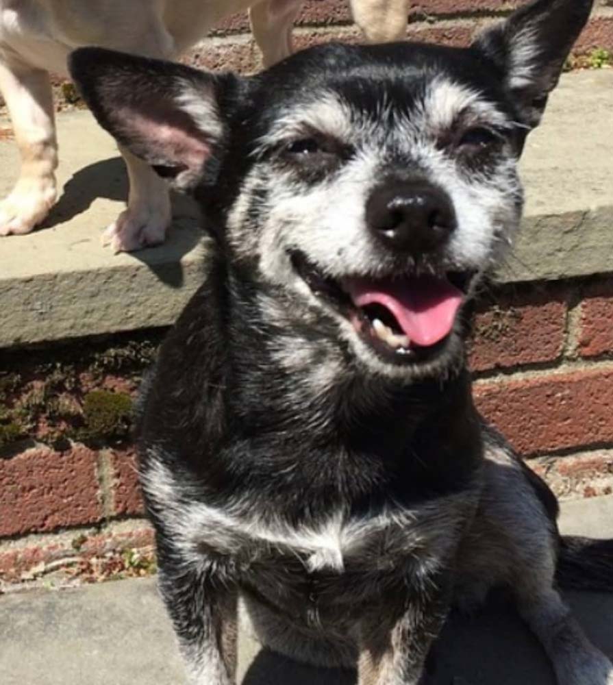 Custom 5x7 Pet Portrait on Paper